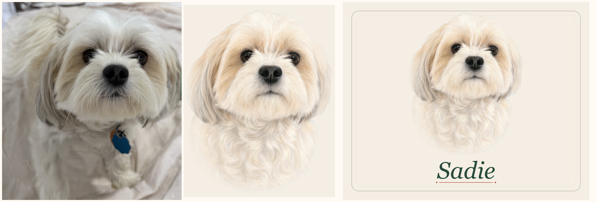 Sadie source photo, illustrated portrait, and named blanket proof preview